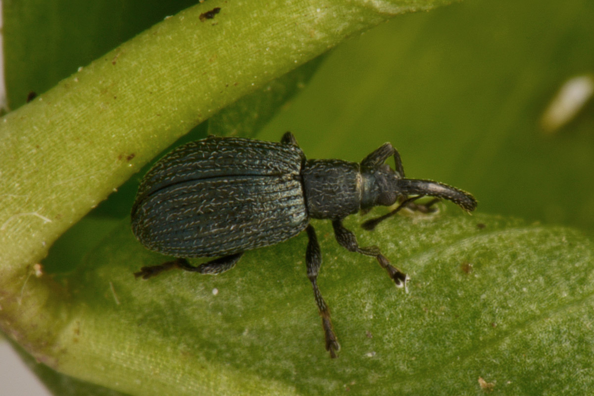 Apionidae: Ischnopterapion virens?  Sì !